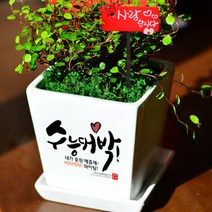미나의정원 수능대박 응원 메세지화분, 03 힘내 넌 할수있어