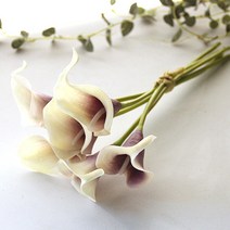 리버그린 카라 조화 가지 6p, 퍼플