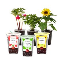 틔움세상 컵가든 꽃 키우기 세트, 스위트바질 + 봉선화 + 미니해바라기