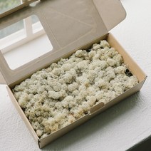 아스파시아 스칸디아모스 이끼 내츄럴 500g, 1개