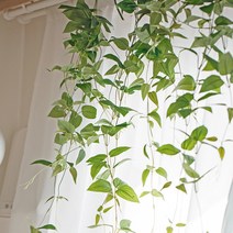 아티파티 인테리어 조화 행잉플랜트 그리너리 대 96cm, 스마일락스, 1개