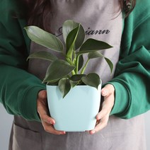 모리앤 플랜트 눈금화분 사각 2p, 민트