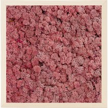 스칸디아모스 액자 프라모 BIRCH 프레임 핑크, 1개