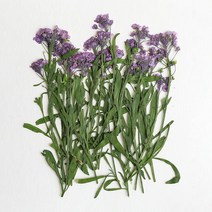 체크스토리 압화 알리슘줄기 20p, 퍼플 염색