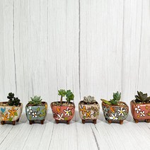 다육이 화분 6종 세트, 콩분믿음