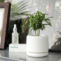 메이크정글 향기나는 디퓨저화분 수경재배 식물 기프트세트 멜로이 S 나한송, 화이트, 1개