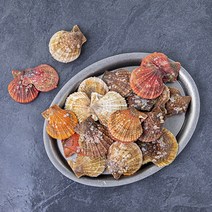 다복 바다를 담은 살아있는 비단가리비, 1개, 1.5kg