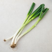 친환경 대파, 500g, 1봉