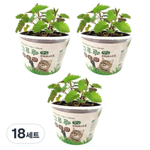 힐링타임 고양이 그루루 재배세트, 캣닢, 18세트