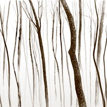 포인트벽지 50h505002, 포레스트나무그림
