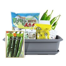 바이오필리아 채소 텃밭세트 + 식물 이름표 랜덤발송, 풋고추