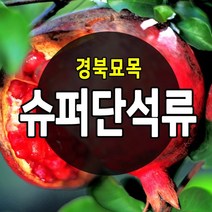 [경북농원] 수퍼 단석류 왕석류등 좋은 품질의 석류묘목 판매중, 수퍼단석류  상묘