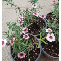 행복한꽃순이//호주매화(연핑크)/아담해요