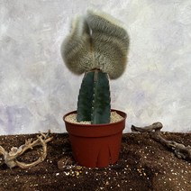 [광합성] 밍크선인장 B