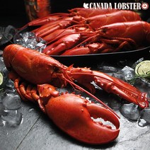 캐나다 랍스터(500~700g)*총 2마리/ 1.2kg 이상, 없음
