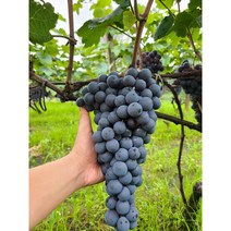 경산 머루포도 특등급 프리미엄 3kg 산지직송 캠벨 켐밸 노지 고당도 흑포도 송산포도, 머루포도 가정용3kg(5-8송이)