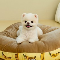 파크론 펫노리터 허니브레드 사계절 양면 강아지 방석