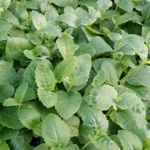 슈퍼도라지모종 10주/도라지모종/약도라지모봉