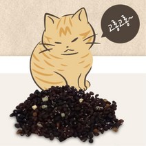 캣닢씨앗 약200개 고양이 간식 캣그라스 심신안정, 200개