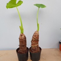 알로카시아 중품 굵은목대 25~35