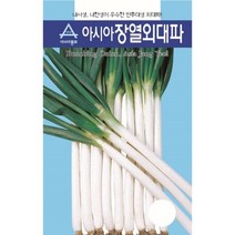 장열 외대파 씨앗 80g 내한성 종자 만추대성 대파 사계절 재배 장기 출하 파 텃밭 채소 농사