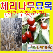 (D소망)자가수정 체리묘목(라핀)접목3년 결실주 1그루, 1개