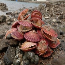 세척 통영 활 홍가리비 1kg 수율 크기 만족