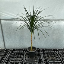 드라세나 드라코 120cm, 1개