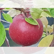 사과 나무 루비가든 접목 1년 M26 왜성대목 자근묘 묘목
