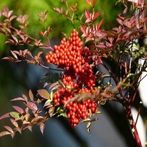 착한가격 나무생각 남천나무 80cm(5주묶음), 주