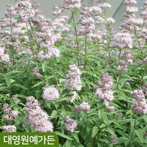 층꽃 스테피 향기 분홍꽃 밀원식물 층꽃나무 여름꽃, 스테피 17cm포트, 1개