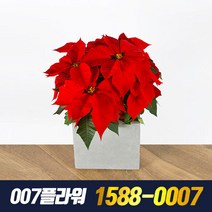 [공기정화식물] 포인세티아