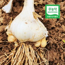 서산 대왕 통마늘 1kg 코끼리마늘, 없음