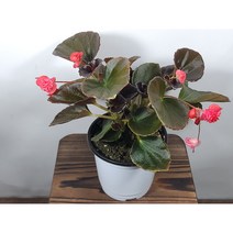 [나랑너랑꽃]베고니아 - 셈퍼플로렌스 더블릿 (팝콘 베고니아 빨강), 1개