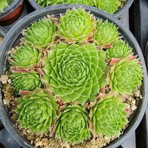 꽃나무팜 데니바위솔 월동다육이 국민다육 반려식물 초보 바위솔키우기 공기정화