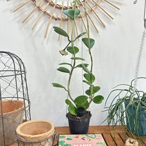 하트호야.청하트호야. 행잉플랜트., 1개