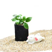 수초-미니나나와 작은통나무 활착 앙증맞은크기/헬로아쿠아, 상세 설명 참조