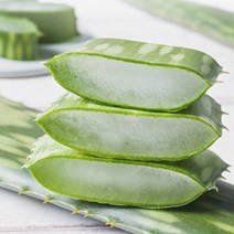 알로에 사포나리아 생잎 5kg, 없음, 1개