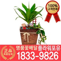 아가페 아테누아타 아가베 개업화분 개업선물 배달 이사 실내공기정화