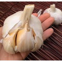 미국직구 코끼리 마늘 두 개의 거대한 구근 가을 심기에 GMO가 아닌 마일드 맛의 마늘, 수량, 상세참조