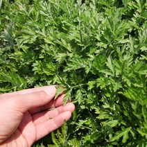 물맑은 양평에서 자란 쑥 노지 생쑥, 1kg 외, 1개