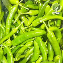 국내산 오이맛 아삭이 오이고추 상 5kg, 1개