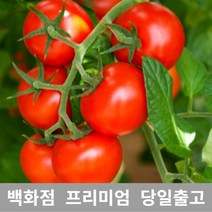 [특등급선별] 방울토마토 750g 대추방울토마토 방울토마토키우기 방울토마토모종 대추토마토 과일 당뇨에좋은과일 맛있는방울토마토 완숙토마토 부여방울토마토 블랙방울토마토 노랑방울토마토, 700g, 1