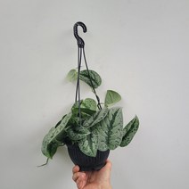 무배특가 플랜테리어 엔젤스킨 대품 시큰픽투스 행잉 공중식물 50-70cm 149