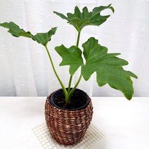 오블리 몬스테라 아단소니 키우기 식물재테크 개업화분 라탄화분, 단품, 1개