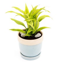 아침향기 공기정화식물 도토리화분 40종, 산데리아, 도토리 레드