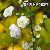 조팝나무 공조팝 장미조팝 설류화 황금조팝 삼색조팝, 장미조팝 7치화분, 1개
