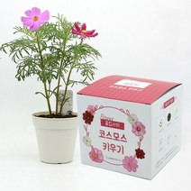 [바보사랑] 꽃집사 코스모스 키우기, 상세 설명 참조, 상세 설명 참조