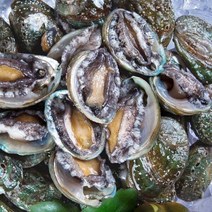 [완도사랑]꼬마전복 활전복 45-60미내외 1kg (아이스박스포장) / 꼬마전복, 1개