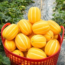 당도선별 성주 꿀 참외 가정용/선물용, 04. 성주 꿀 참외 10kg (가정용/31-50과)
